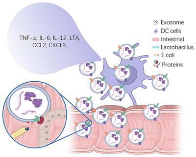 A promising area of research in medicine: recent advances in properties and applications of Lactobacillus-derived exosomes